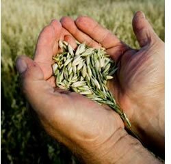 Jovens agricultores querem potenciar valor económico da agricultura