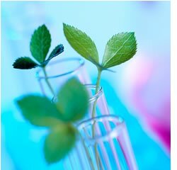 Mestrado em Biodiversidade e Biotecnologia Vegetal - Açores