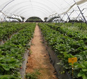 Projeto português financiado pela União Europeia revoluciona agricultura