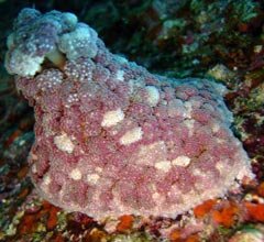 Anémona-nocturna é a espécie mais “encontrada” no desafio da fauna marinha
