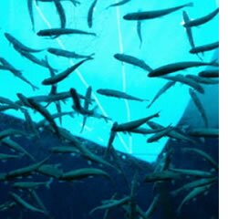 Ministros de Portugal e Brasil debatem aquacultura,pescas e oportunidades de negócio na UA