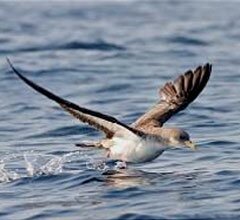 “Aves de Portugal” em Exposição Fotográfica na ESTSetúbal/IPS