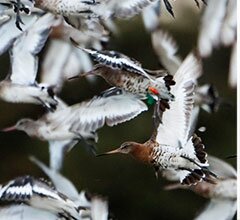 Portugal pode revelar-se investimento de grande lucro para aves migradoras
