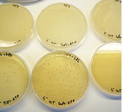 Optimus Alive Oeiras e Instituto Gulbenkian de Ciência atribuem Bolsas de Investigação