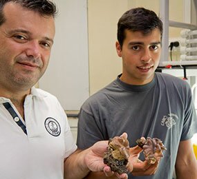 Universidade de Aveiro aponta aquacultura de corais como solução para descoberta de medicamentos