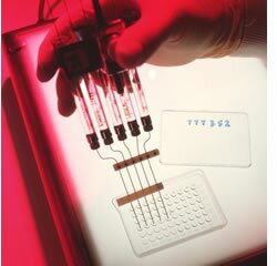 Células estaminais podem reparar defeitos ósseos