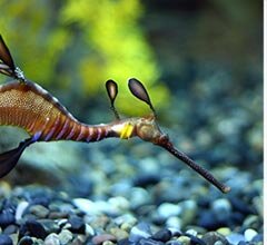 SEA LIFE Porto oferece entradas a professores durante o mês de agosto