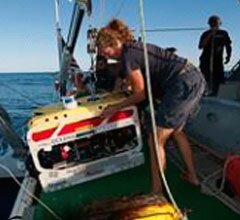 Oceana identifica mais de 100 espécies marinhas na montanha submarina de Gorringe (Portugal)