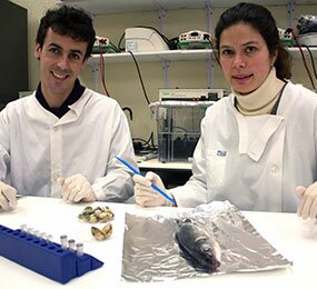 Teste pioneiro da Universidade de Aveiro prova origem do peixe de aquacultura