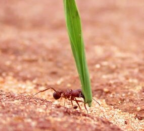 Formigas formam tórax para condizer com funções que desempenham