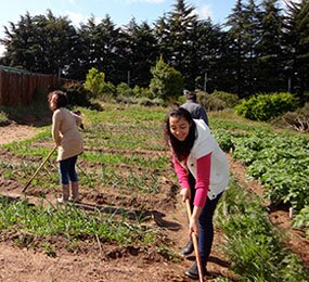 IPCB dá continuidade ao projeto das “Hortas Pedagógicas da Escola Superior Agrária”