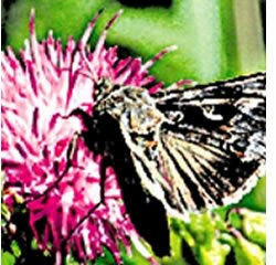 Revista Science publica artigo sobre a exposição Insectos em Ordem