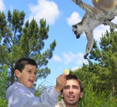 Badoca Safari Park abre Ilha dos Lémures aos visitantes e alerta para perigo de extinção da espécie