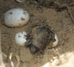Libertação de cágados em perigo de extinção nas Lagoas do Prado (Vila Verde)