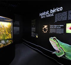 Oceanário de Lisboa apresenta “Anfíbios. Interessantes por Natureza”