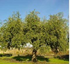 IPCB/ESA promove Curso de Formação “Fertilização do olival”
