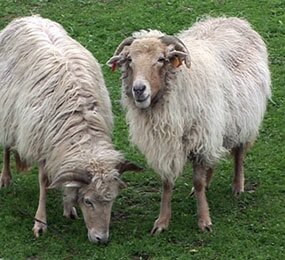 IPCB recebe Jornadas “Pequenos Ruminantes – que aspetos melhorar”