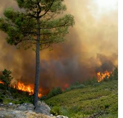 Estudo da UMinho prevê aumento de incêndios nos próximos anos