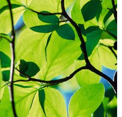 Utilização de isótopos revela interações invisíveis entre plantas