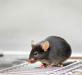 Descoberto como os ratos sobrevivem a infeção por parasitas agressivos de Toxoplasma