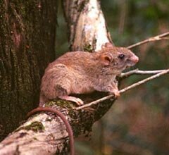 Equipa do Departamento de Biologia da UA descobre nova espécie de rato arborícola