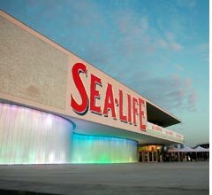 SEA LIFE Porto e CIIMAR unem-se para estudar zona costeira do Norte