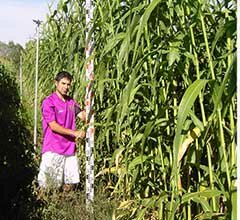 IPCB promove conferência sobre a viabilidade do cultivo e transformação do sorgo sacarino