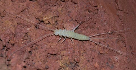 Bióloga da Universidade de Aveiro descobre no Algarve o maior inseto terrestre da Europa