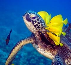 Tartarugas marinhas serão anfitriãs da primeira exposição temporária do Oceanário
