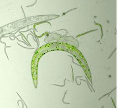 Teoria com 90 anos testada pela primeira vez por investigadores do Instituto Gulbenkian de Ciência