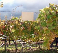 Unidade do Biocant publica primeiro estudo caracterizador do microbioma natural da vinha