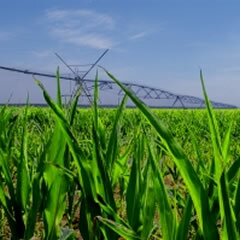 Inovação agrícola tornou-se a chave para a redução da pobreza e a estabilização do clima