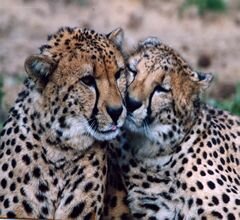 Chitas de volta ao Jardim Zoológico