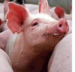 FEUP transforma gordura da carne em biocombustível