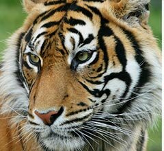 Jardim Zoológico lança novo Programa Educativo para escolas