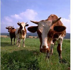 UTAD irá formar médicos veterinários sobre Avaliação de Caça Maior